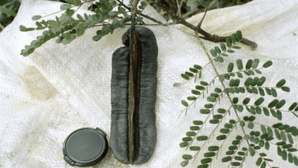 Tetrapleura tetraptera: The Spice with Healing Power